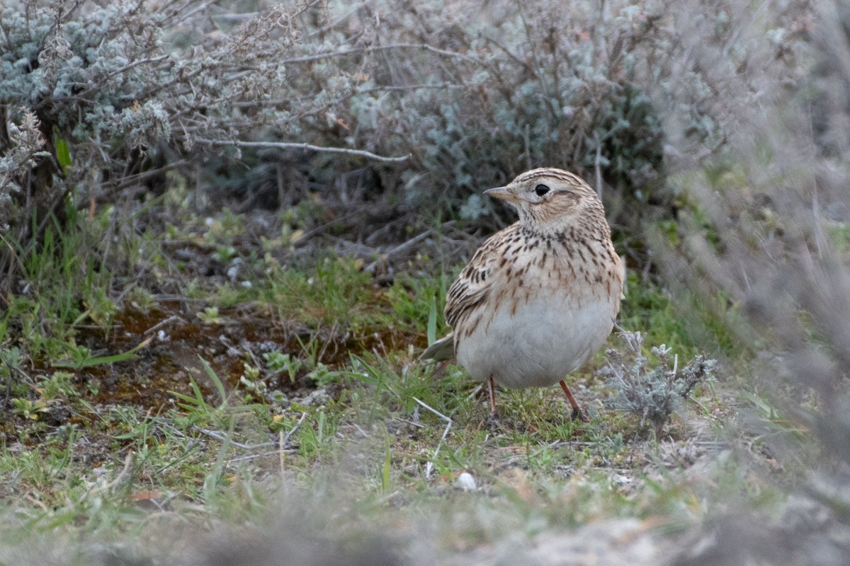 Eurasian Skylark - Grigory Evtukh