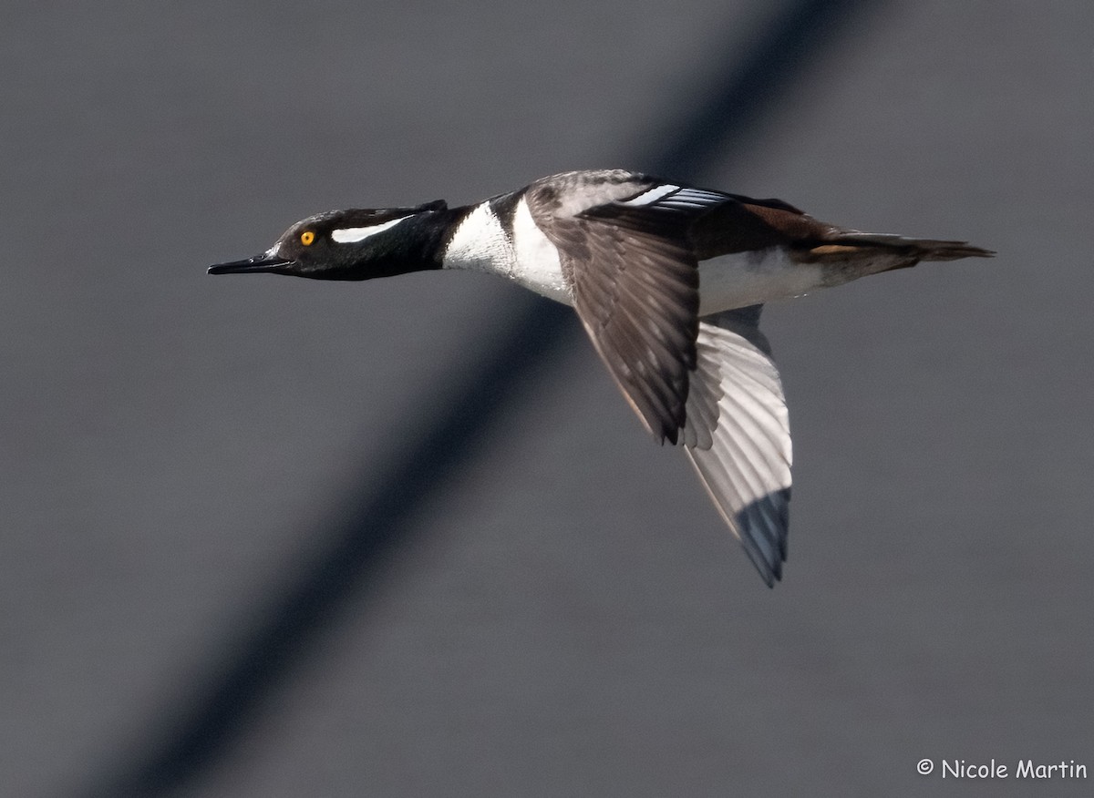 Hooded Merganser - ML614492627