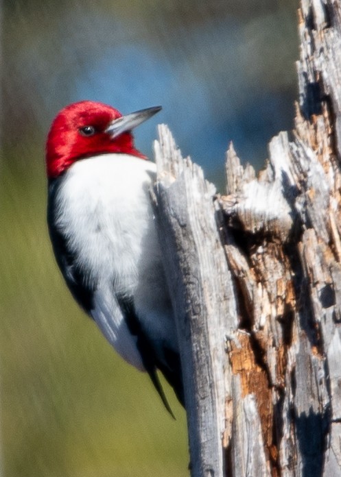 Red-headed Woodpecker - ML614492628