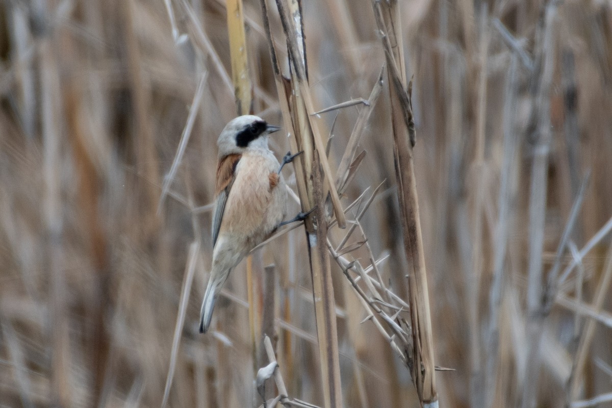 Rémiz penduline - ML614492717