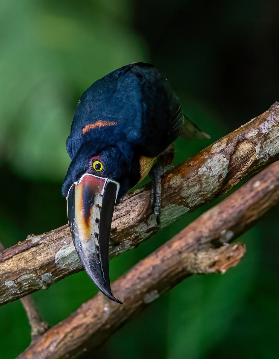Collared Aracari - Kenneth Eyster