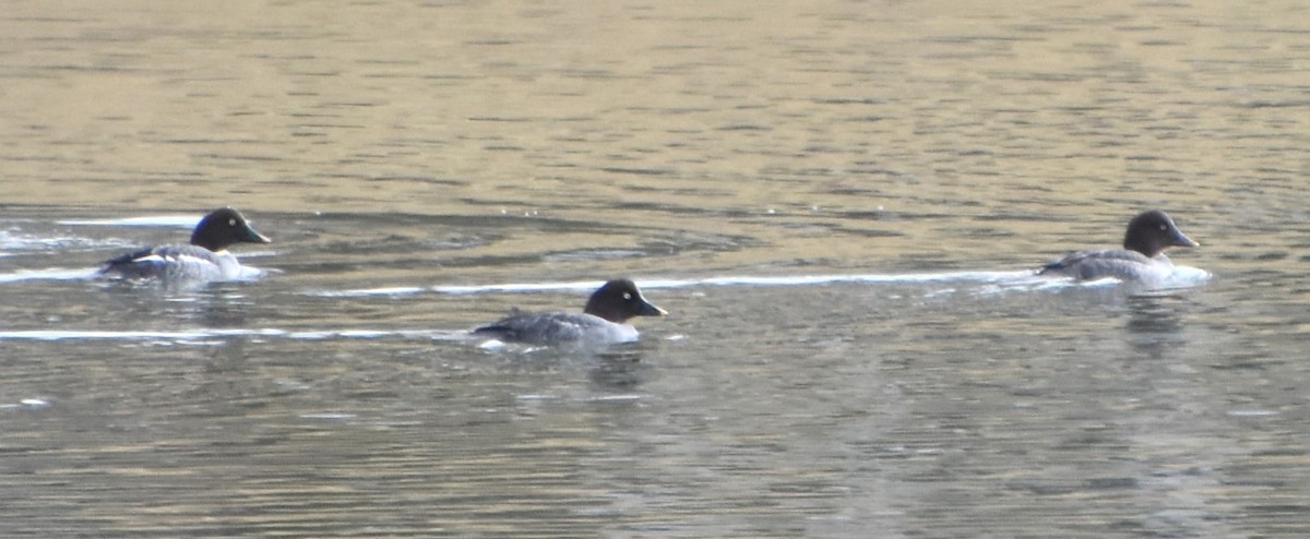 Common Goldeneye - ML614492746