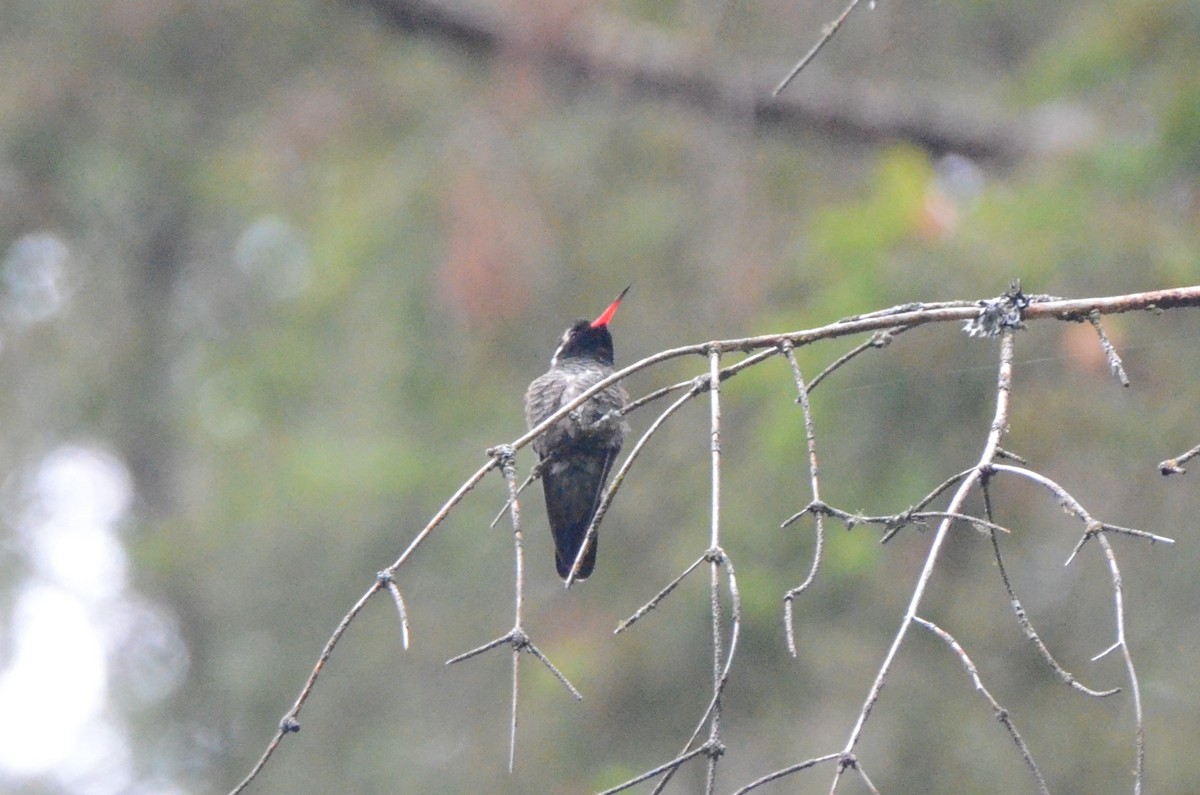 White-eared Hummingbird - ML614492767