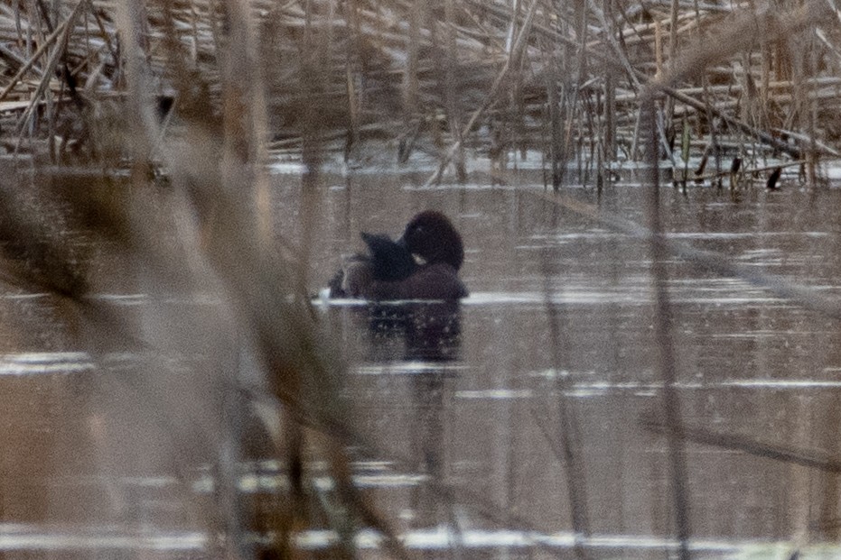 Ferruginous Duck - ML614492789