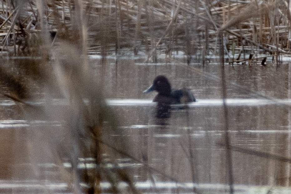 Ferruginous Duck - Grigory Evtukh