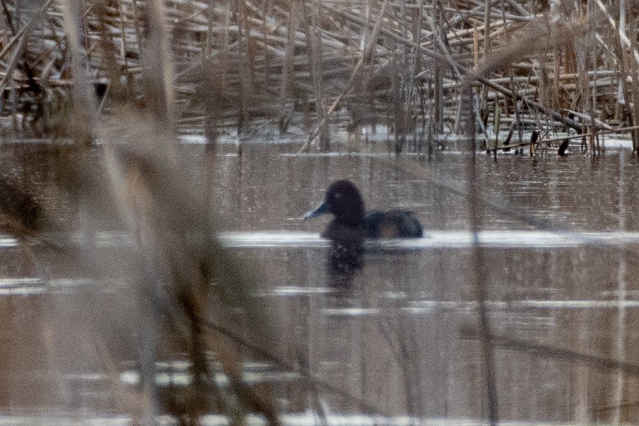 Ferruginous Duck - Grigory Evtukh