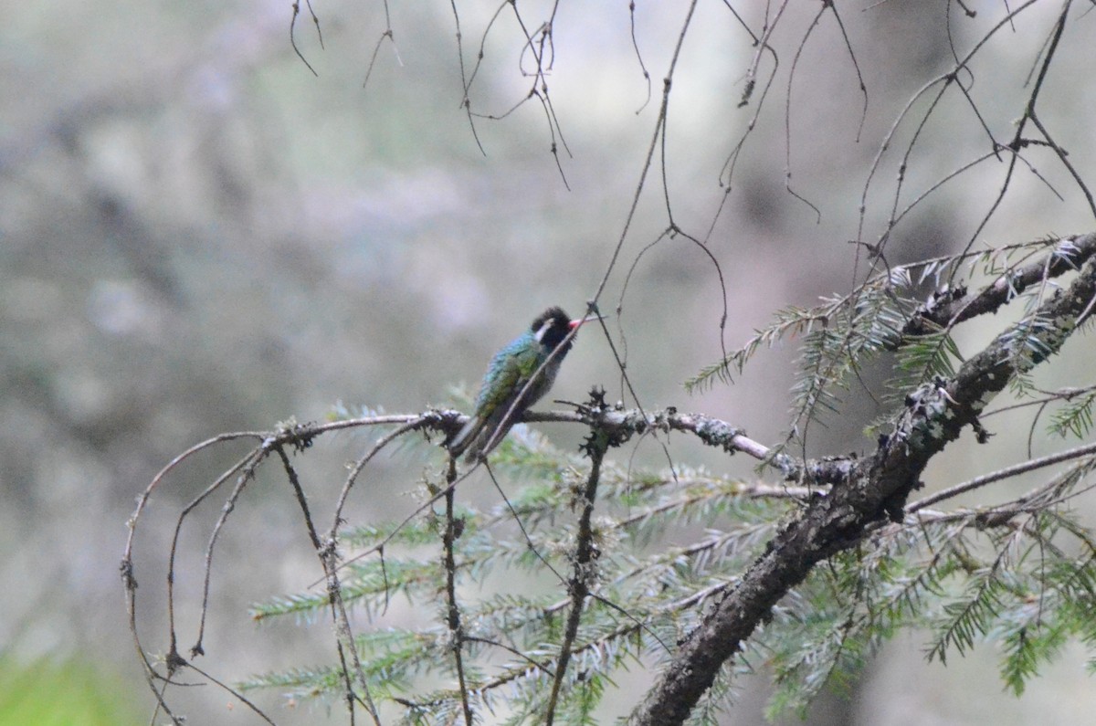 White-eared Hummingbird - ML614492820