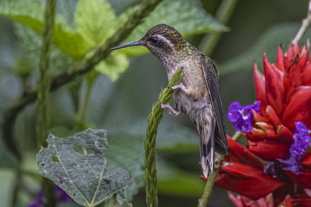 Speckled Hummingbird - ML614492825