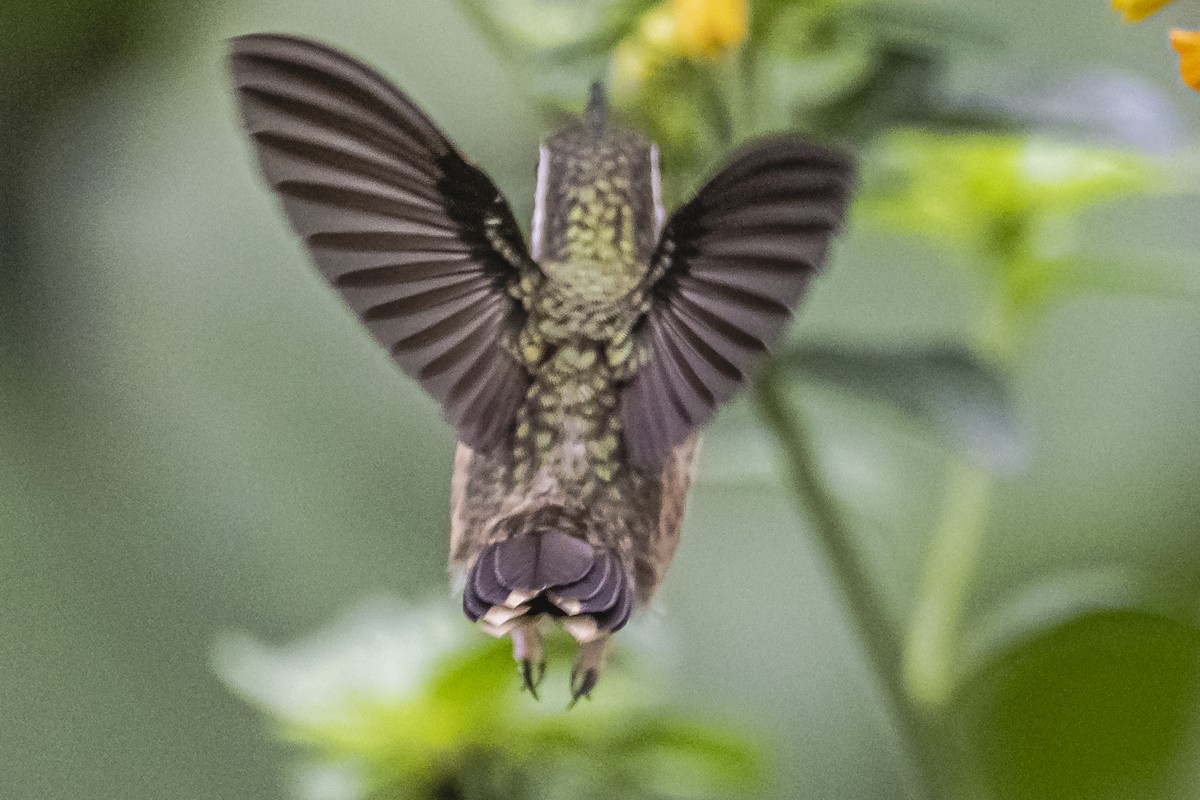 Speckled Hummingbird - ML614492826