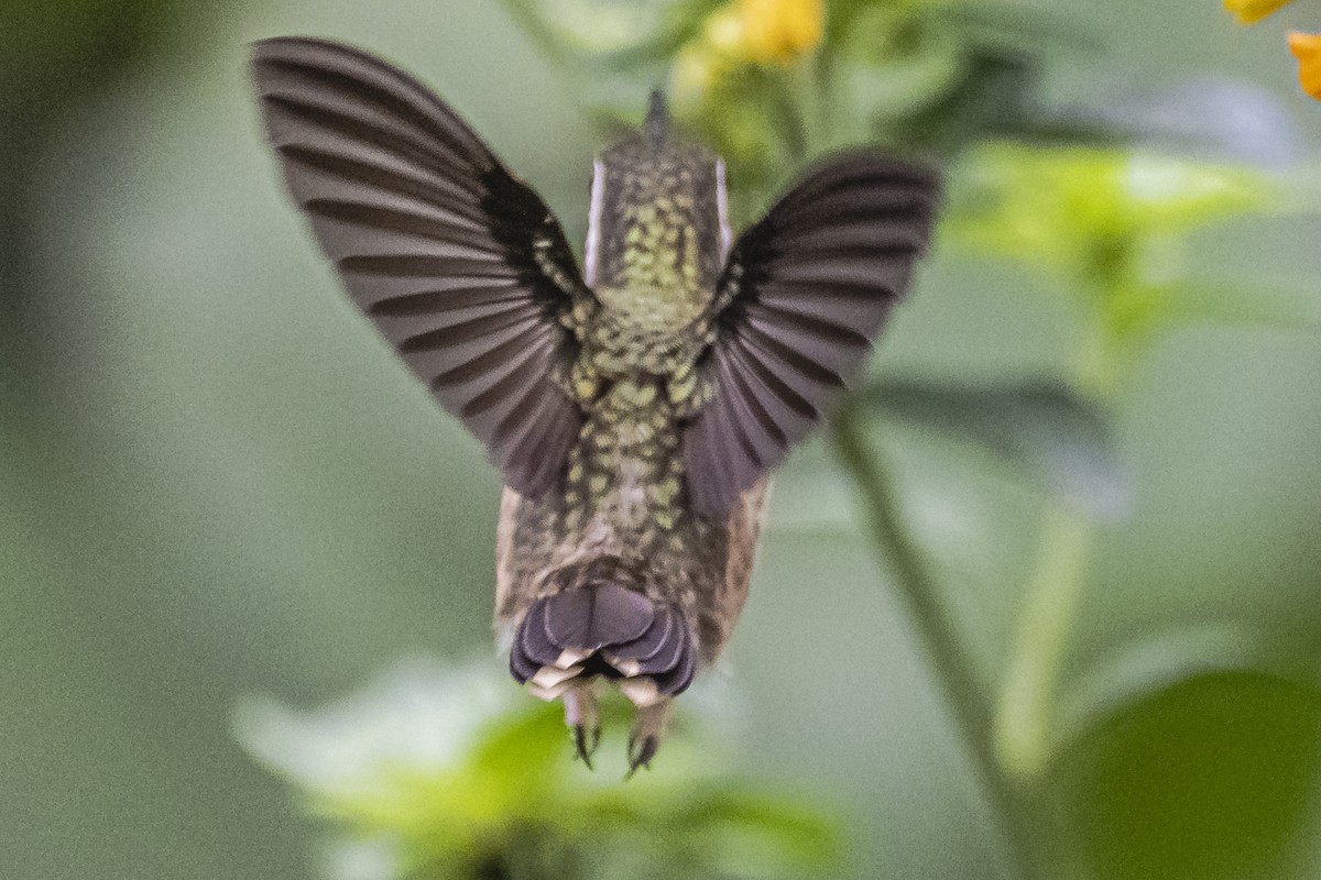 Colibri moucheté - ML614492826