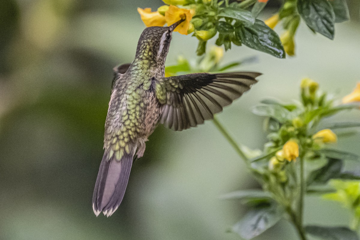 Speckled Hummingbird - ML614492828