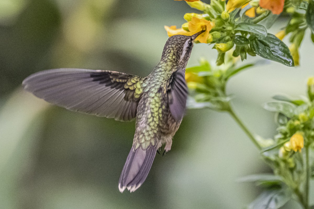 Speckled Hummingbird - ML614492829