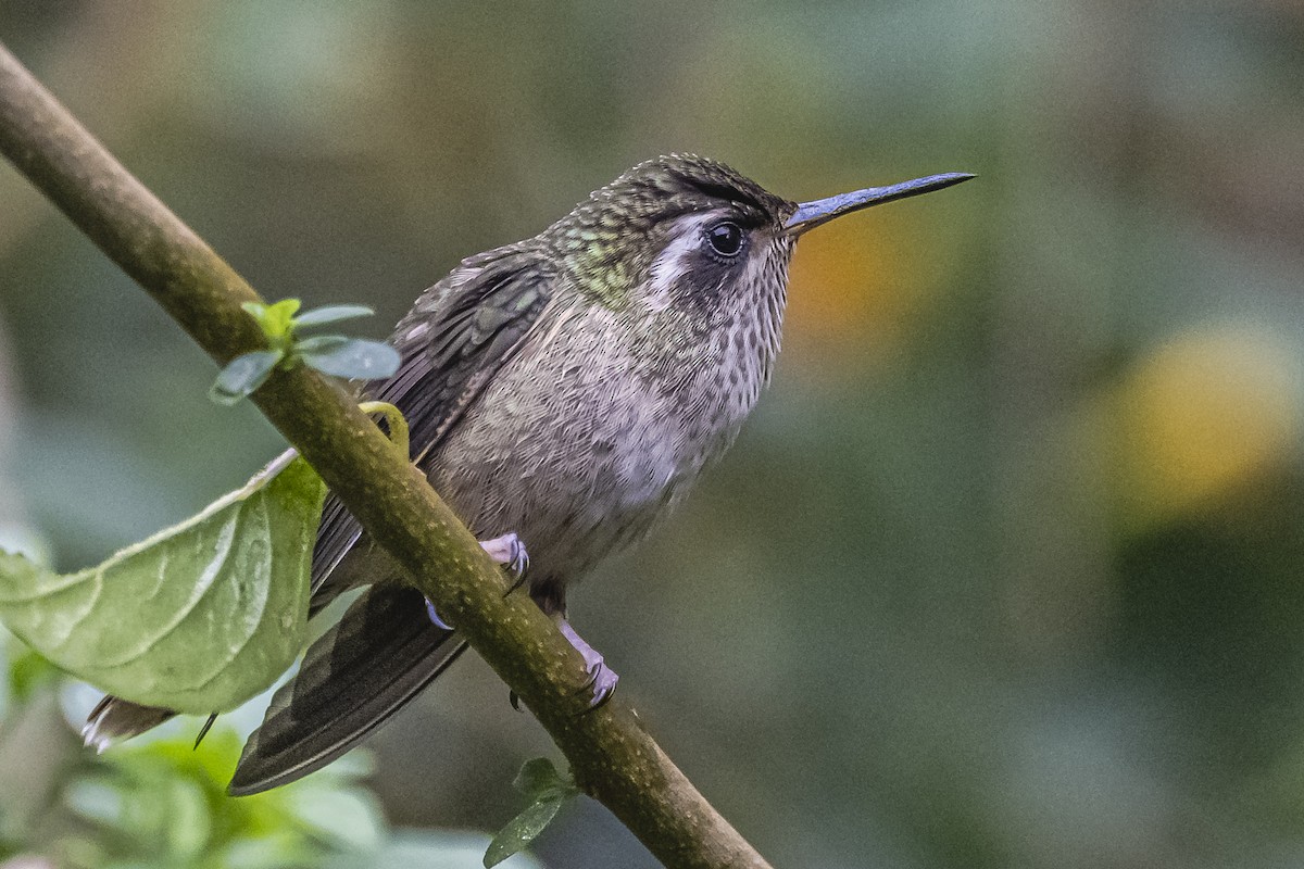 Speckled Hummingbird - ML614492834