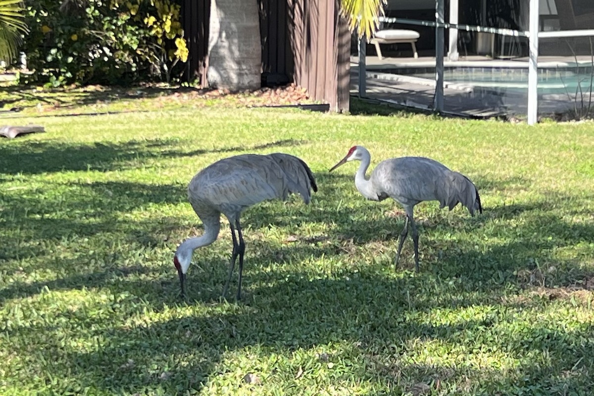 Sandhill Crane (pratensis) - ML614492901