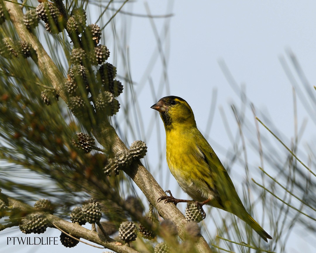 Eurasian Siskin - ML614492903