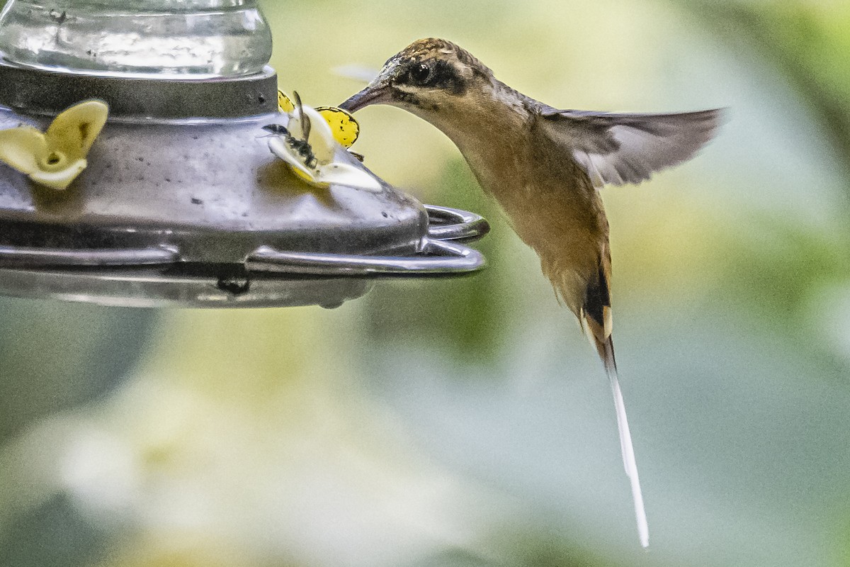 Tawny-bellied Hermit - ML614492908