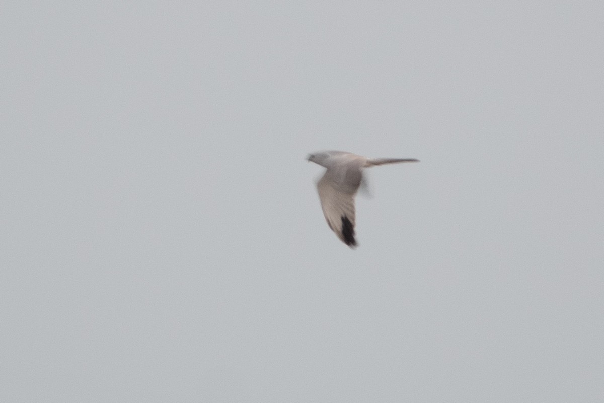 Pallid Harrier - ML614492914