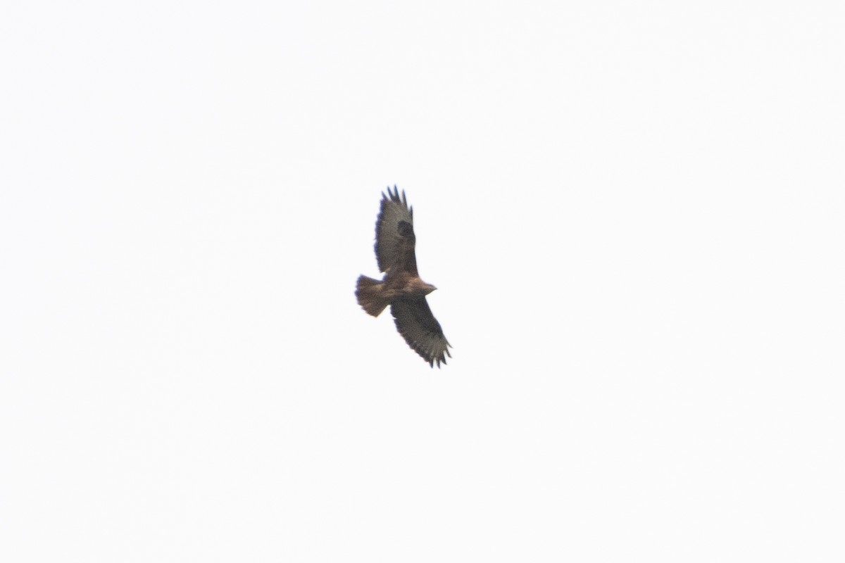 Common Buzzard - ML614492939