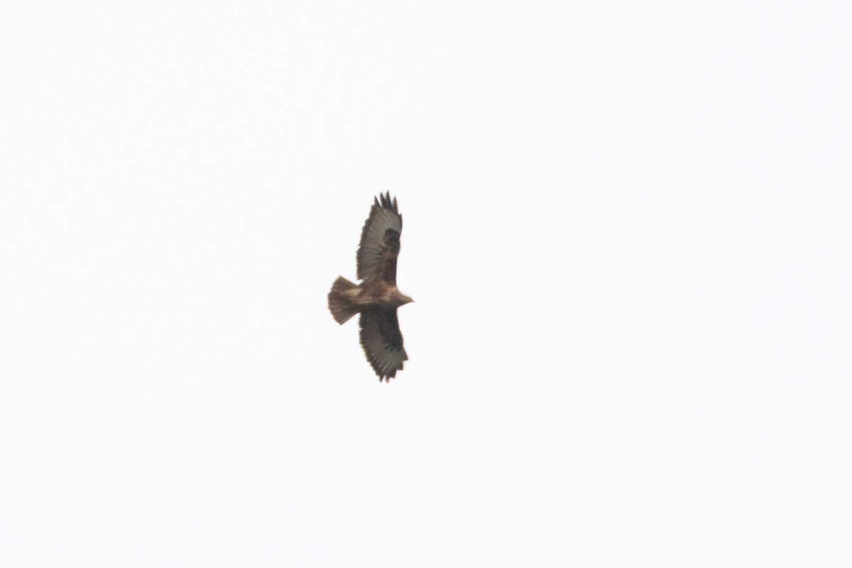 Common Buzzard - ML614492940