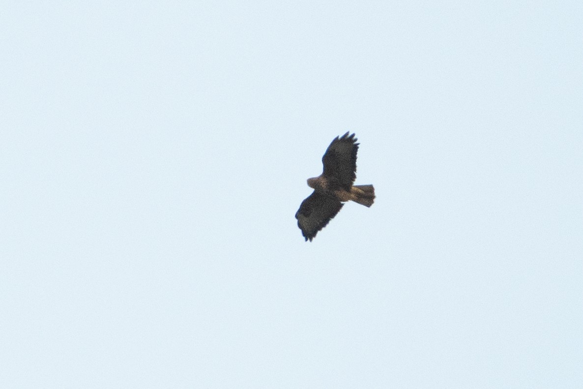 Common Buzzard - ML614492941