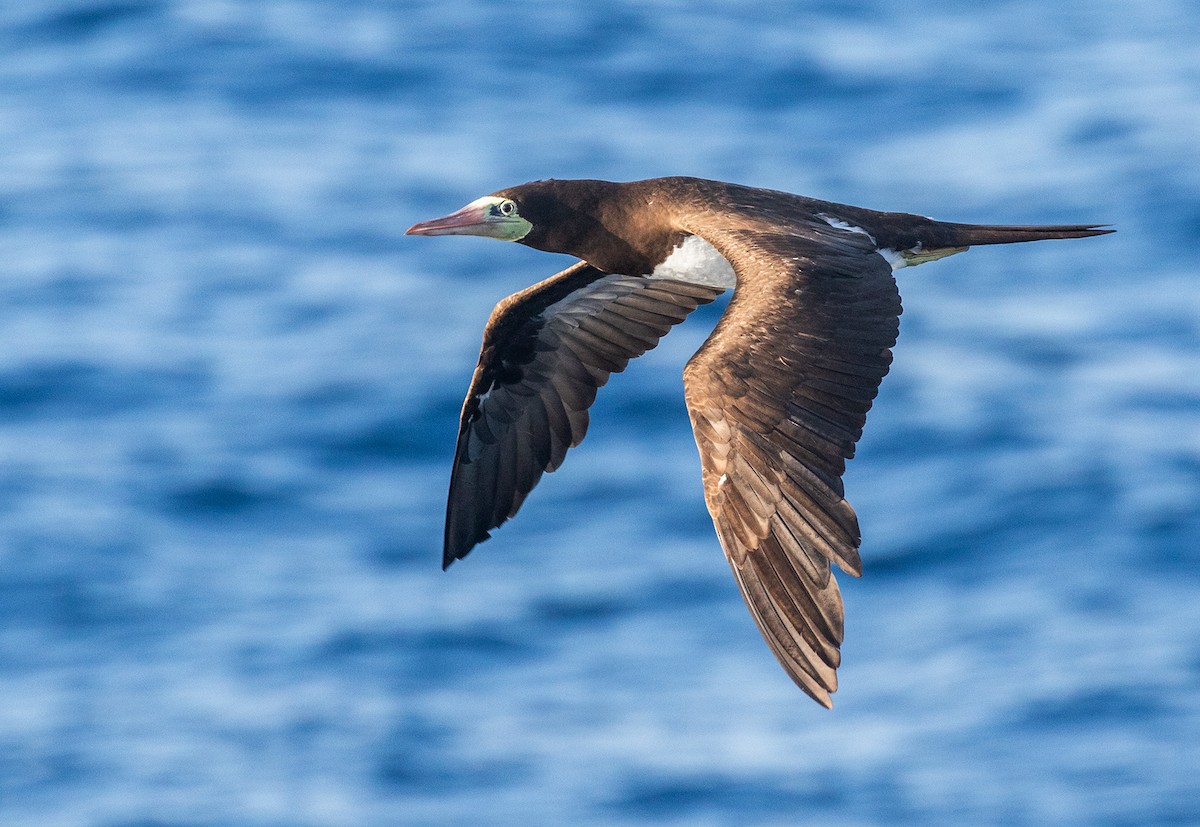 Brown Booby - ML614492945