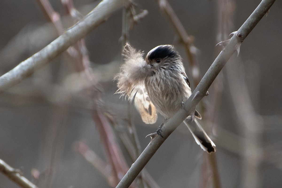 Long-tailed Tit (alpinus Group) - ML614492966