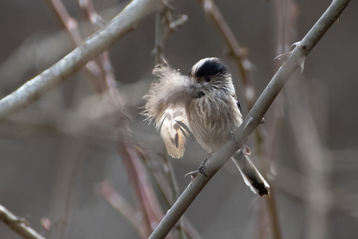 Long-tailed Tit (alpinus Group) - ML614492969