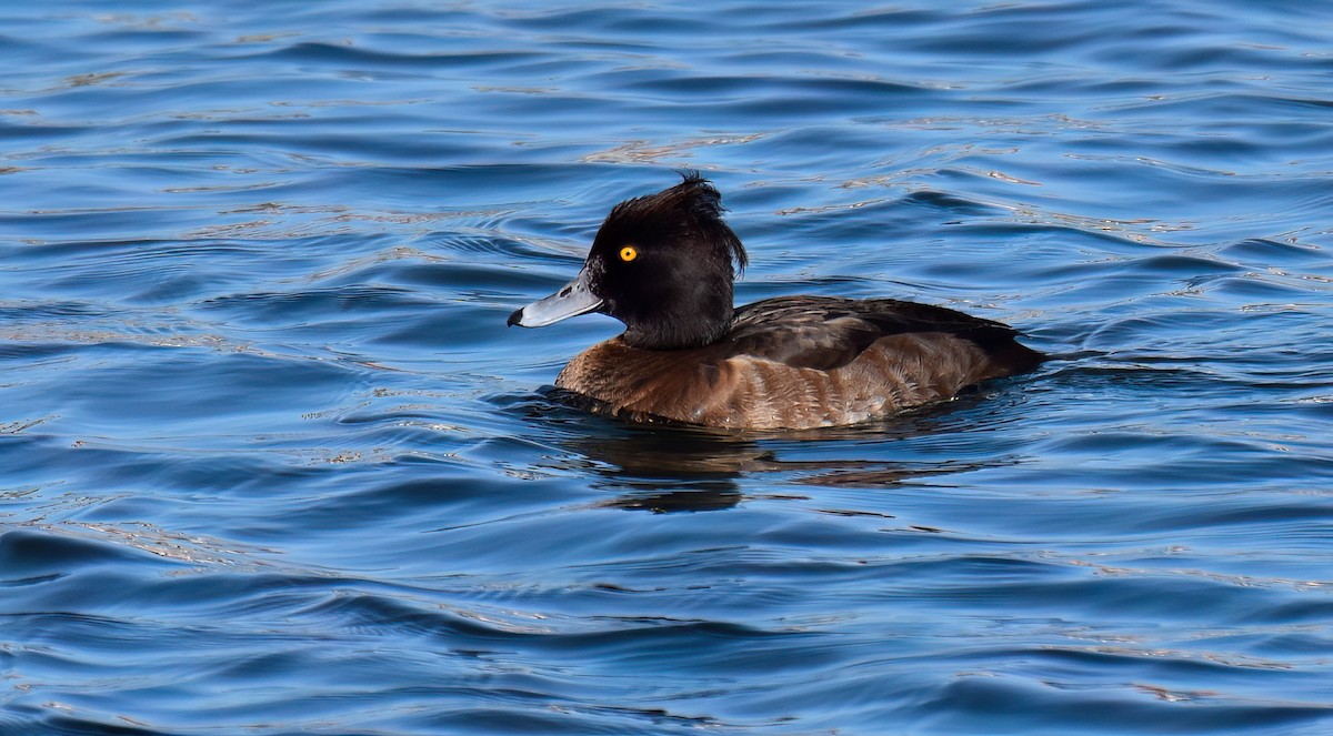 Tufted Duck - Miguel Ángel Mora Quintana