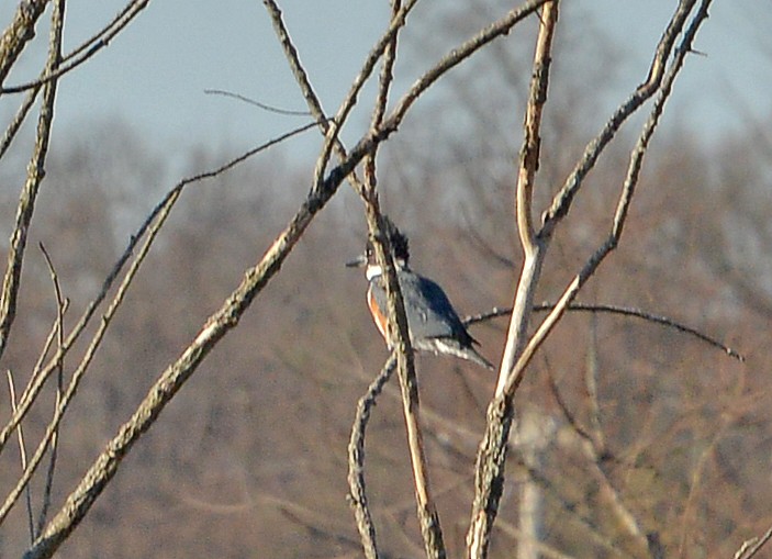 Belted Kingfisher - ML614493061