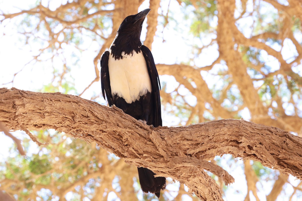 Pied Crow - ML614493070