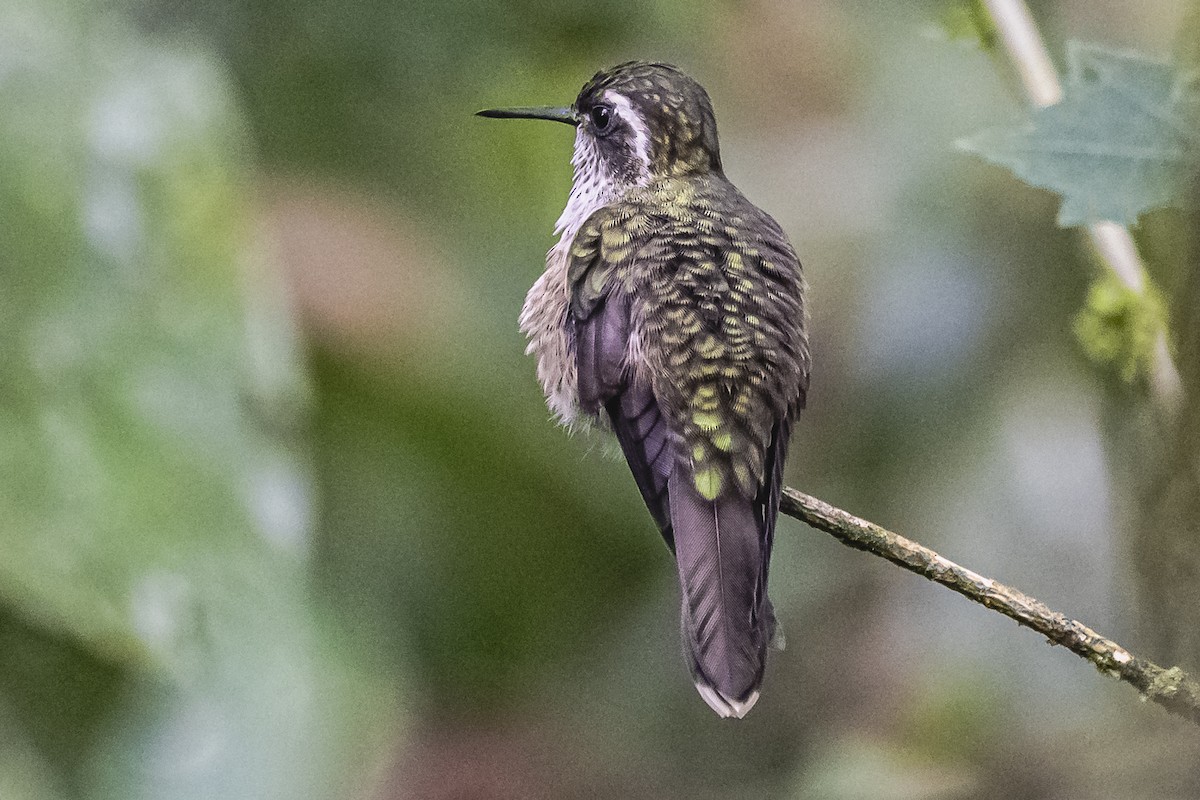 Speckled Hummingbird - ML614493152