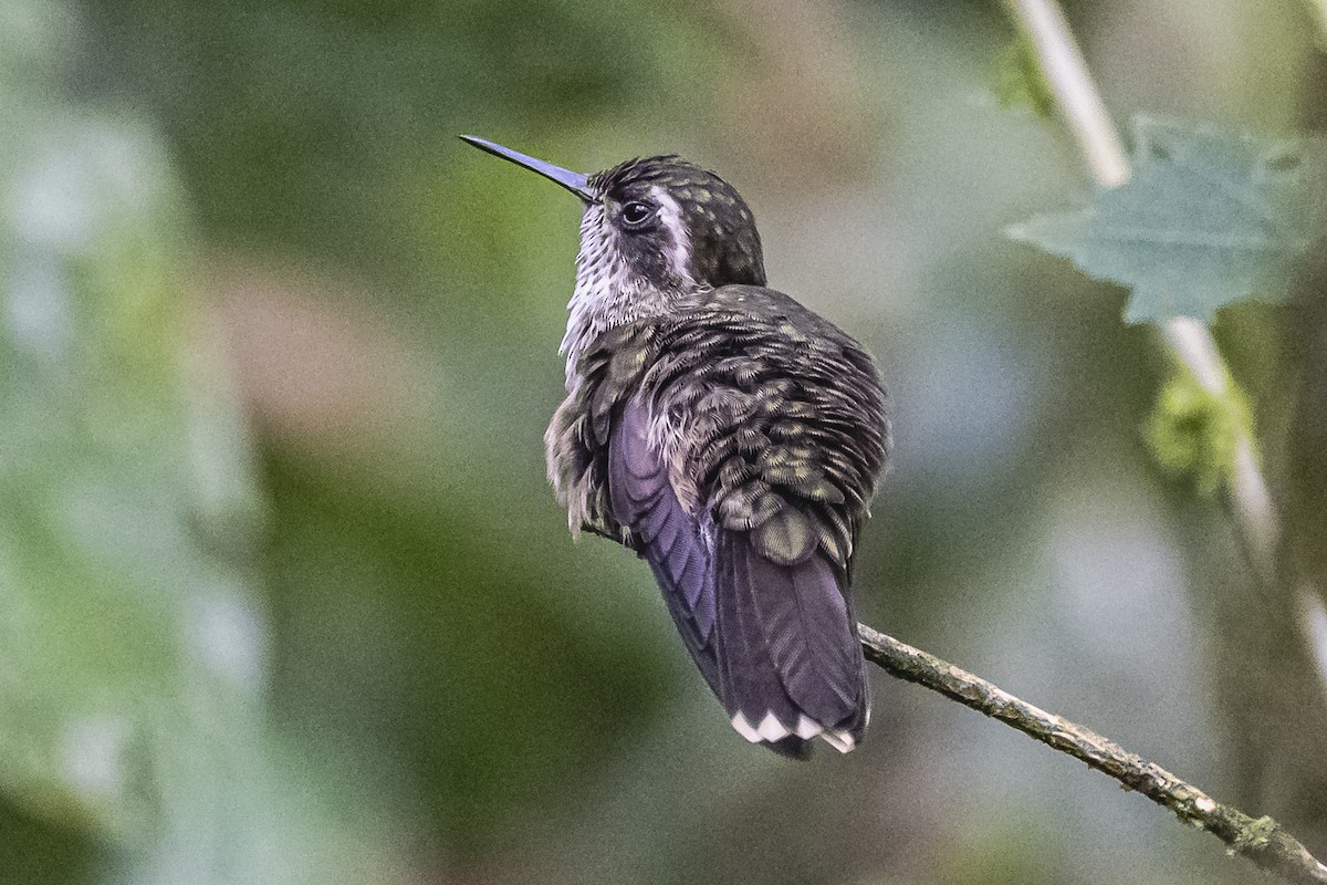 Speckled Hummingbird - ML614493154