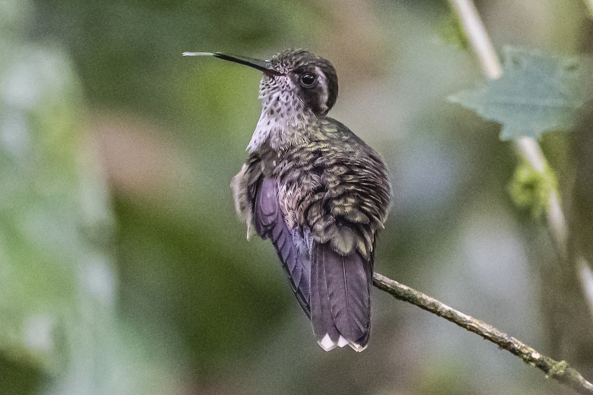 Colibri moucheté - ML614493156