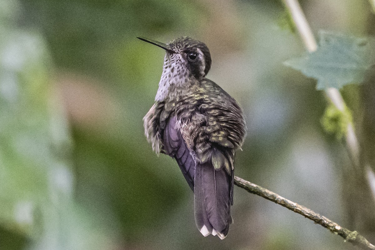 Speckled Hummingbird - ML614493157