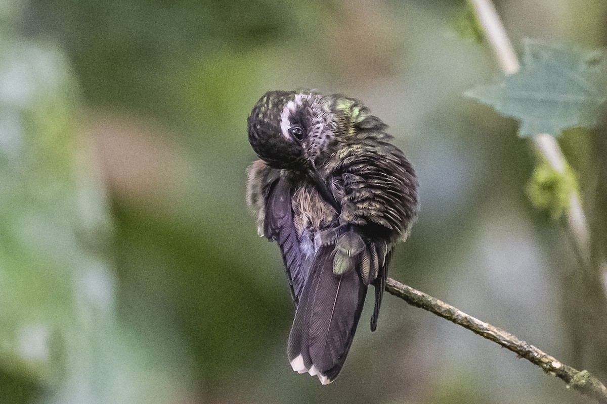 Speckled Hummingbird - ML614493159