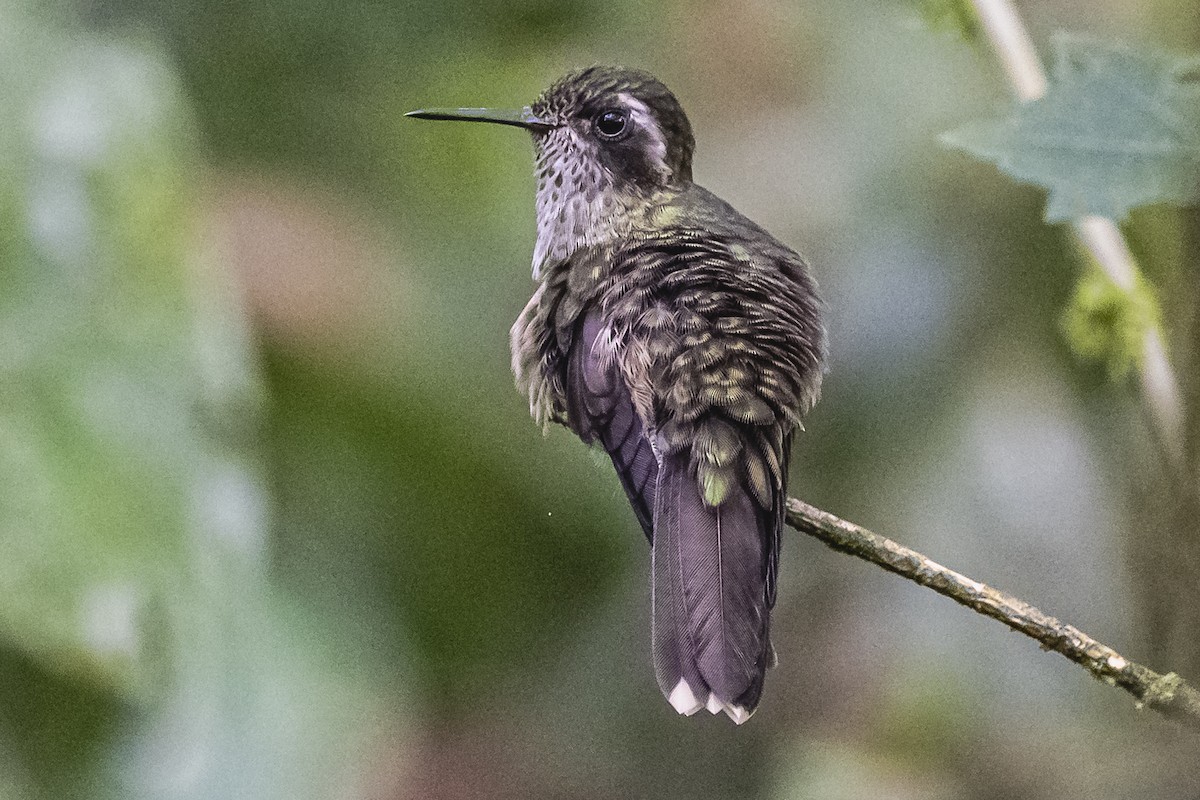 Speckled Hummingbird - ML614493162