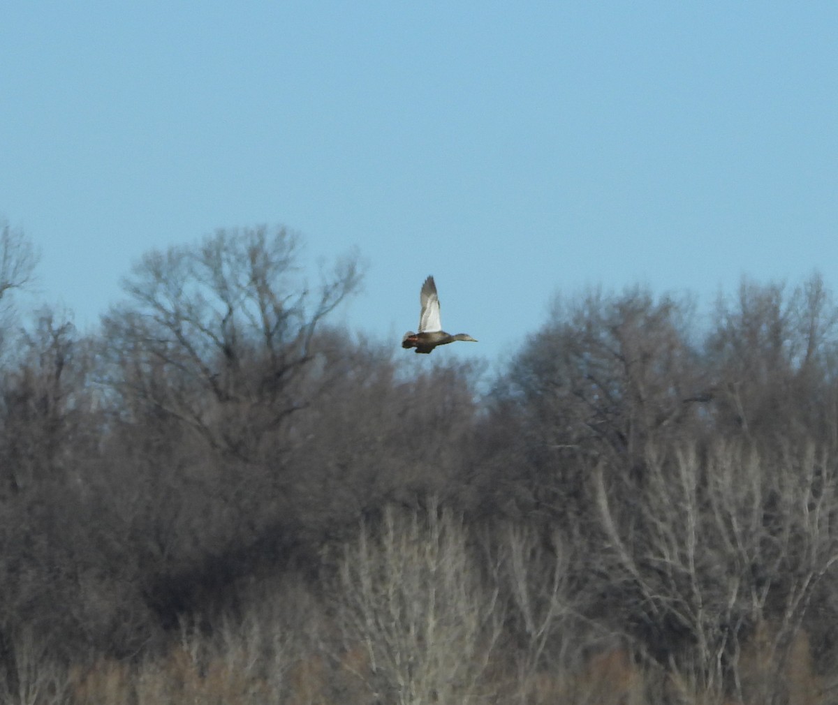 American Black Duck - ML614493206