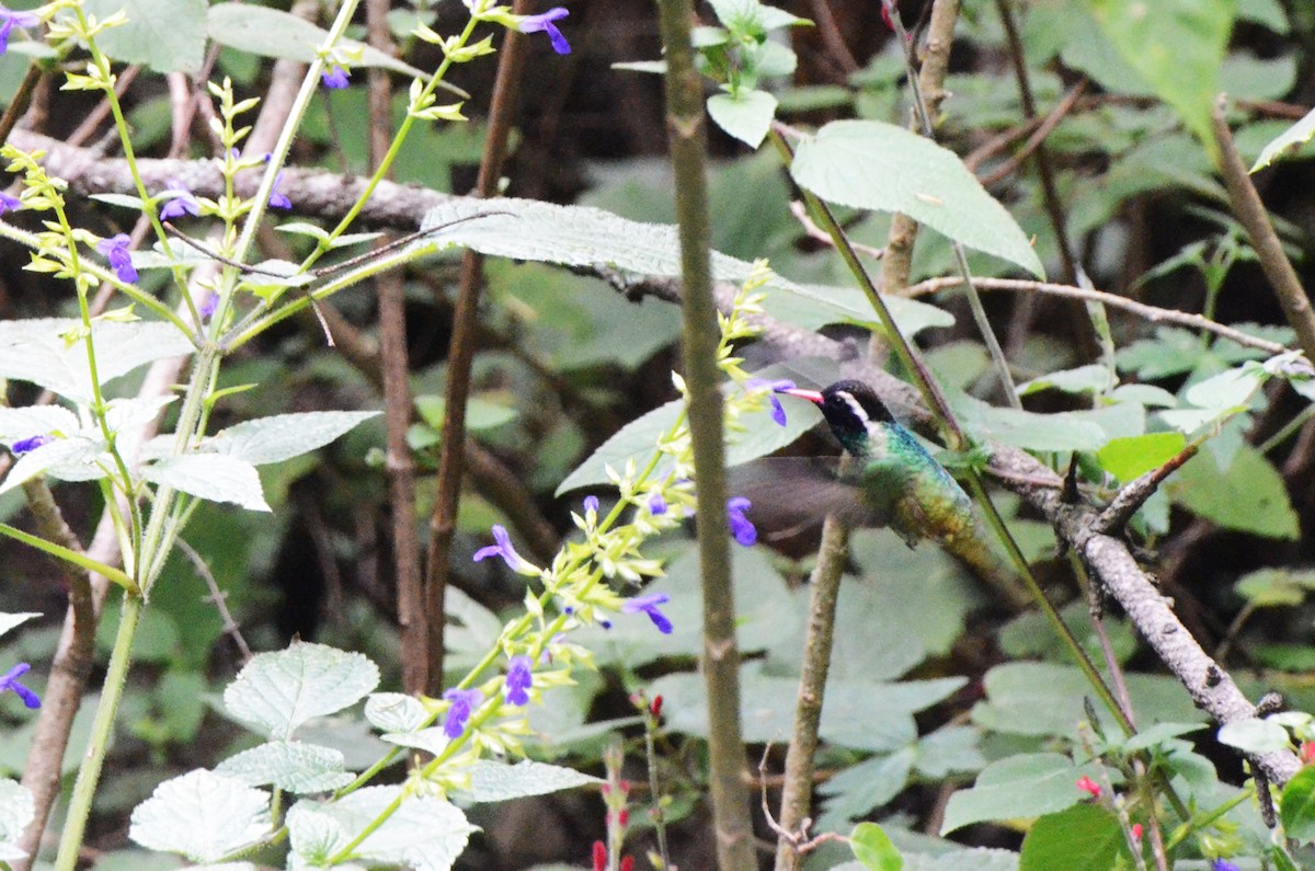 Colibrí Orejiblanco - ML614493218