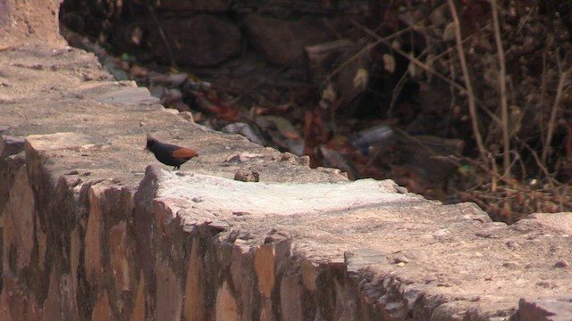 Crested Bunting - ML614493220