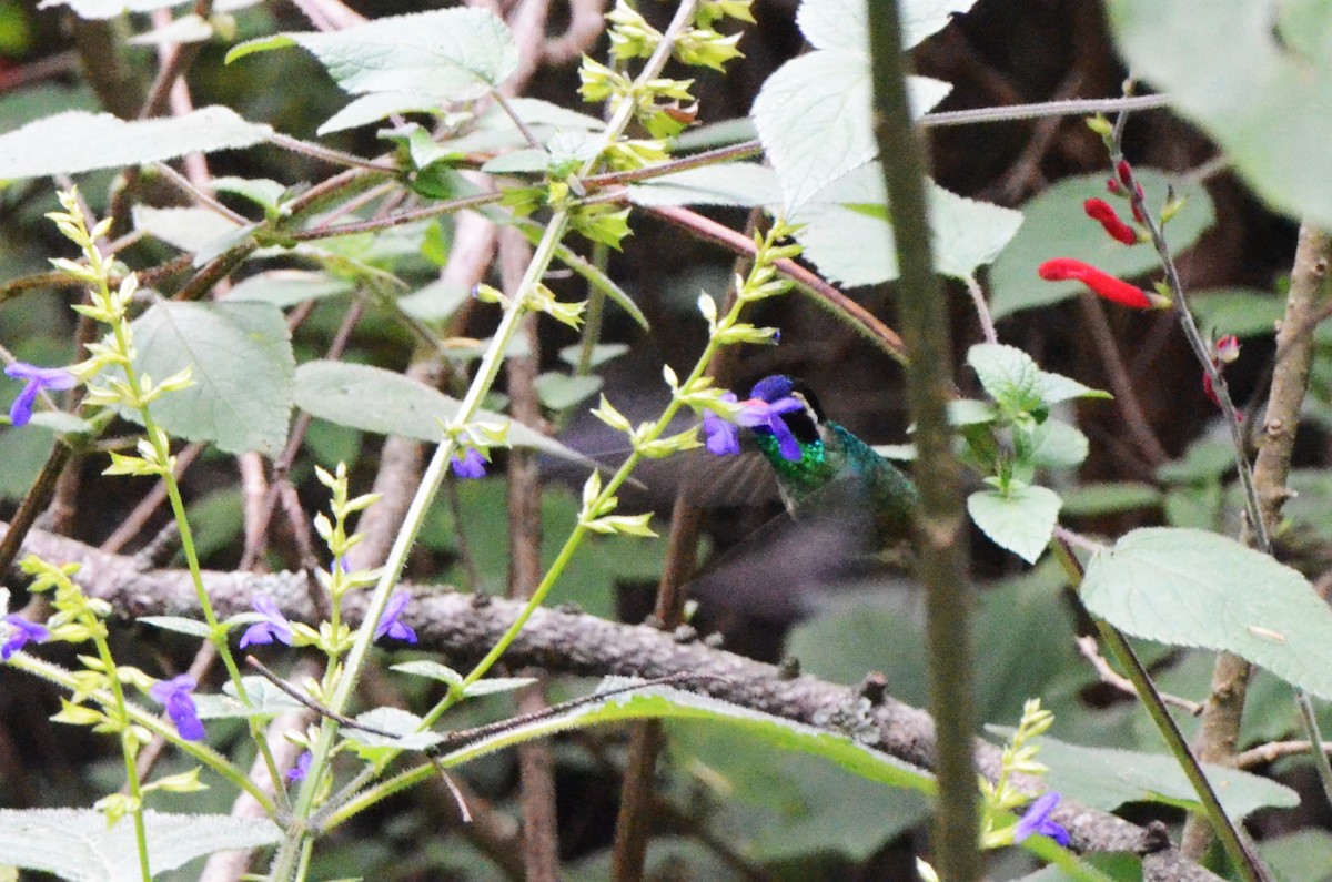 White-eared Hummingbird - ML614493230
