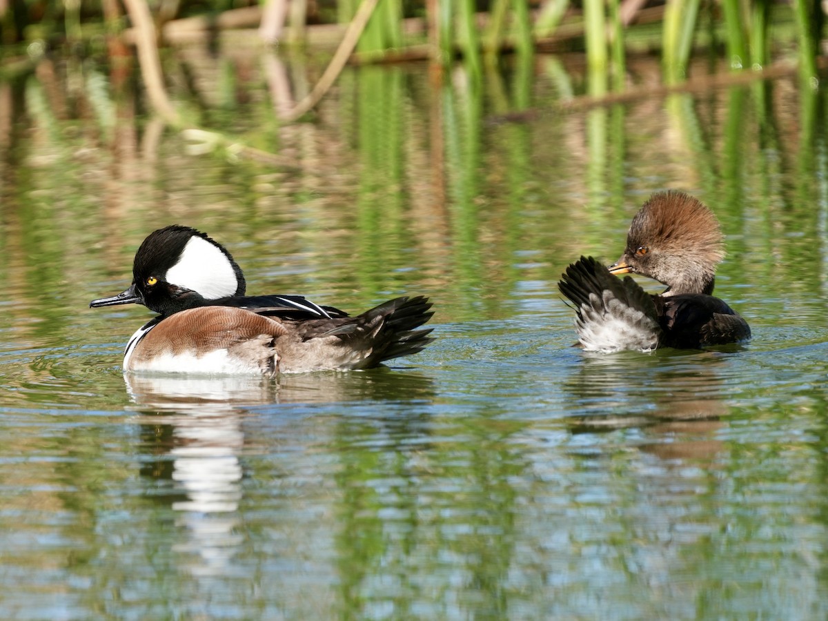 Hooded Merganser - ML614493275