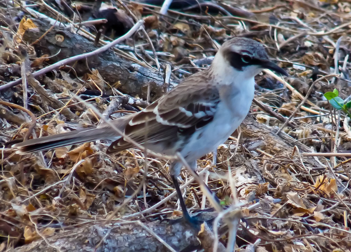 Galapagos Mockingbird - ML614493310