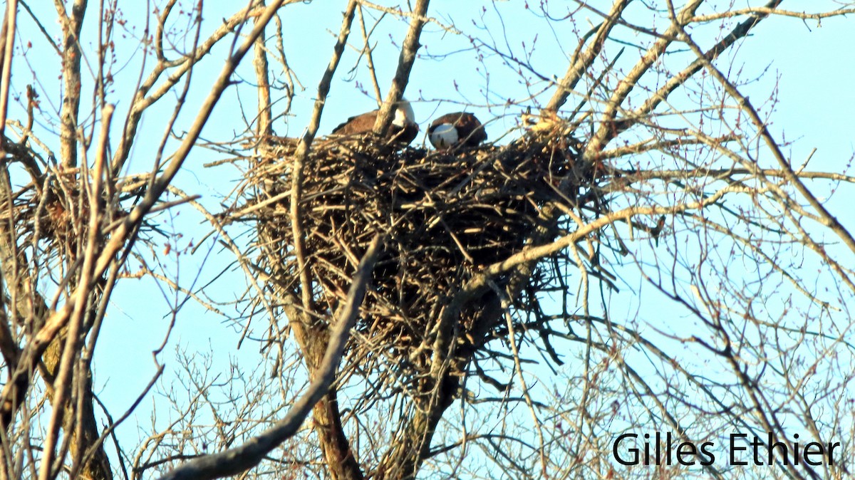 Bald Eagle - ML614493326