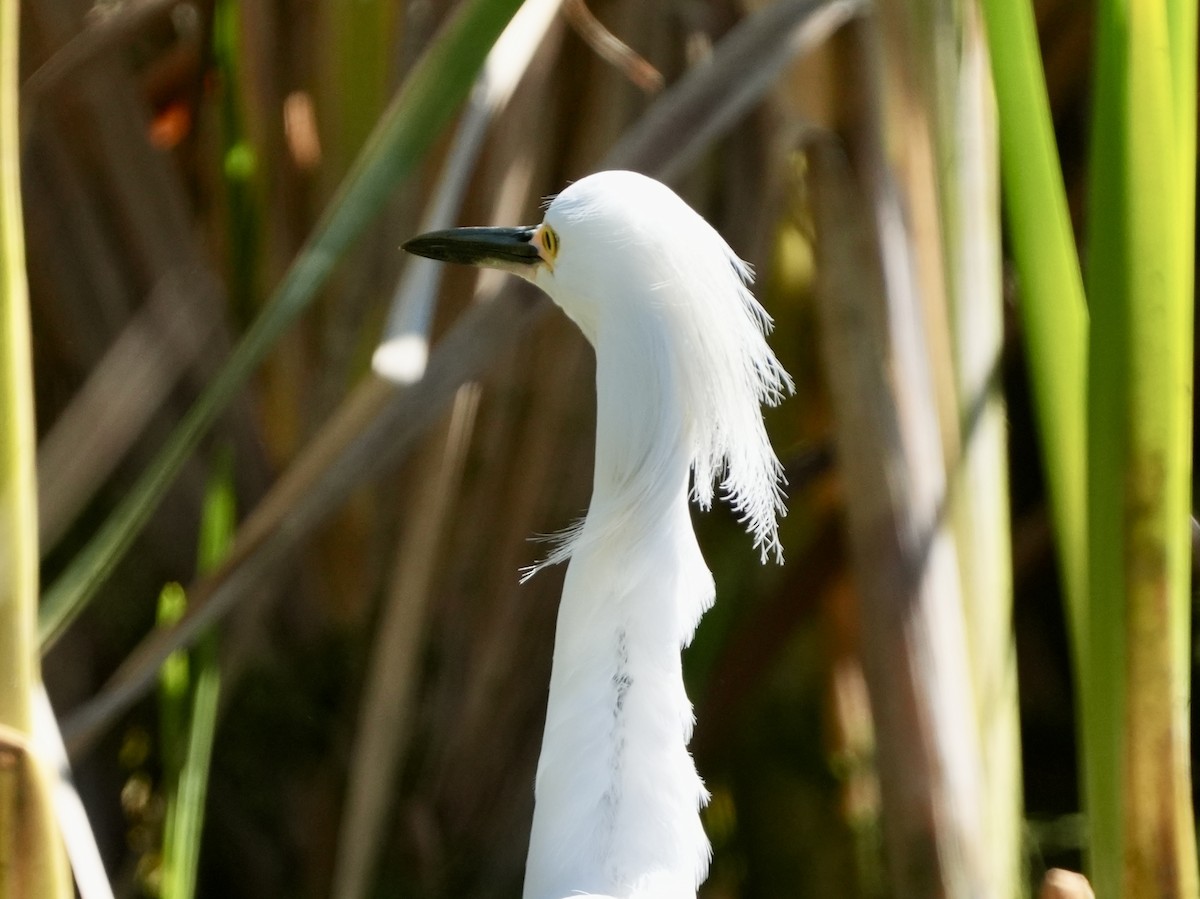 Snowy Egret - Tami Reece