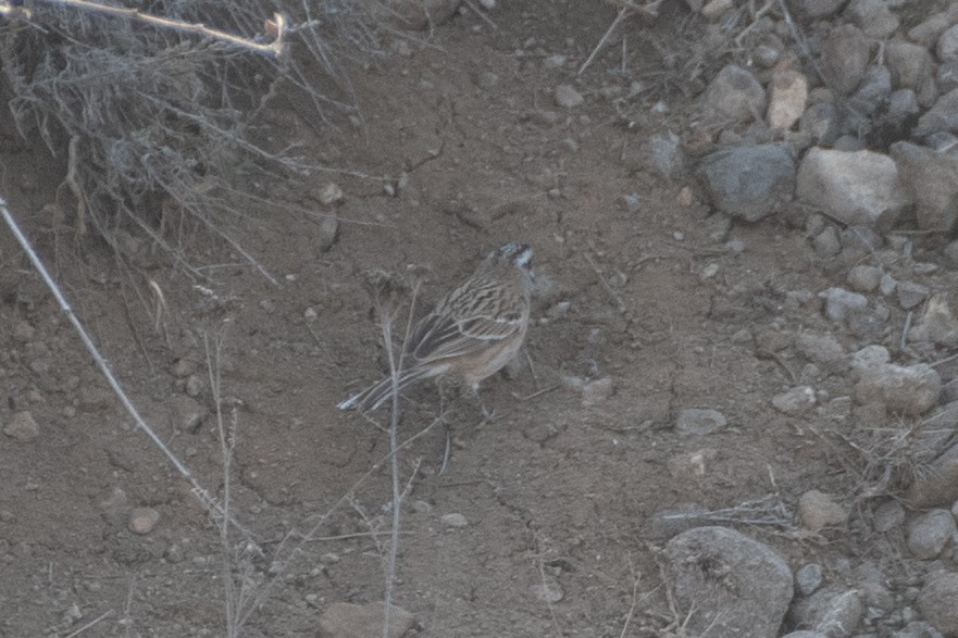 Rock Bunting - Grigory Evtukh