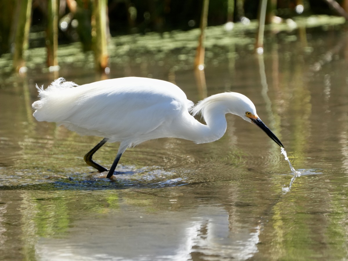 Snowy Egret - ML614493350