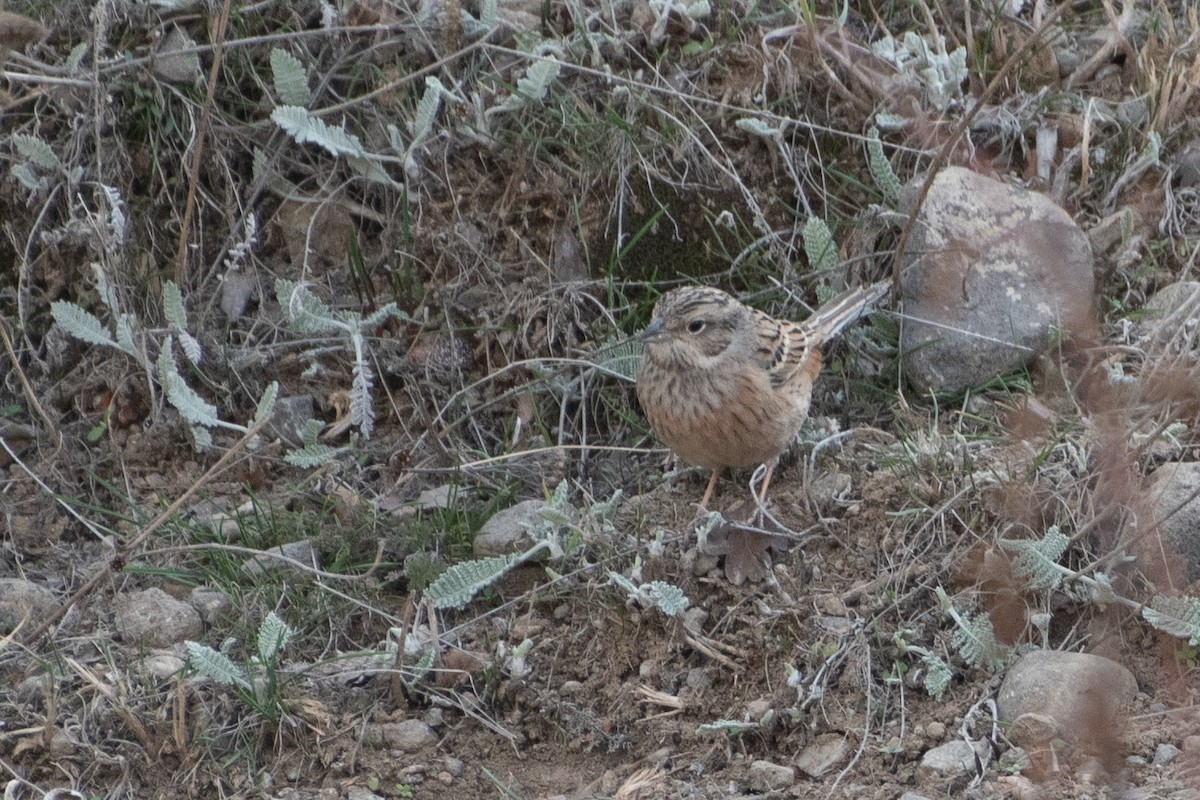 Rock Bunting - Grigory Evtukh