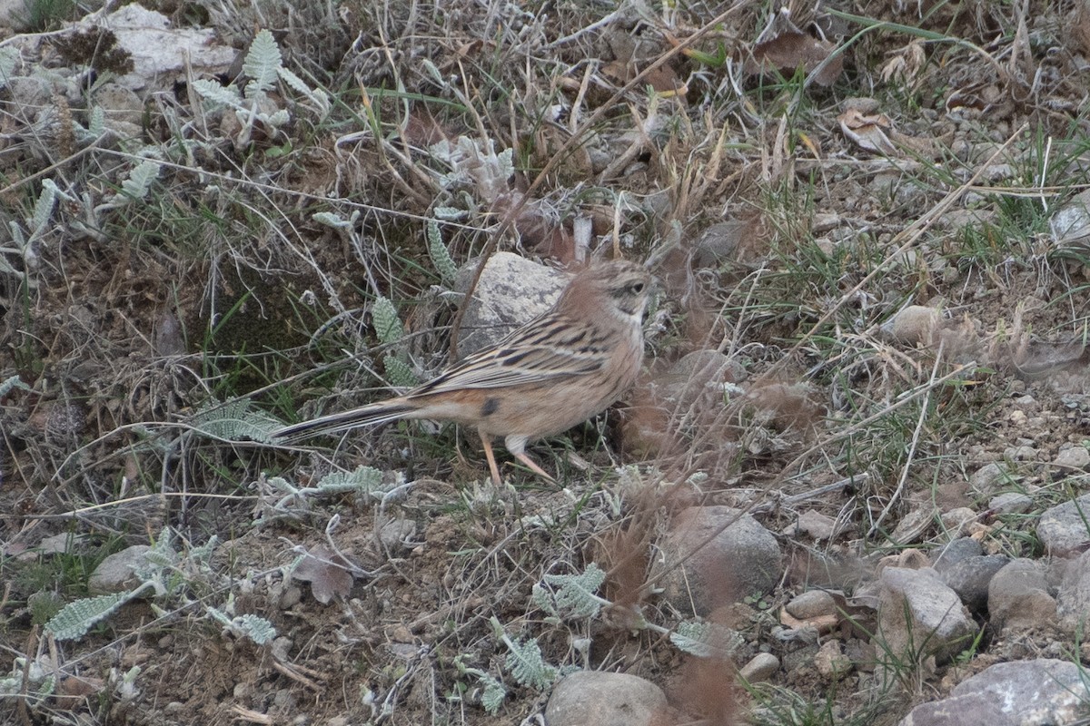 Rock Bunting - Grigory Evtukh