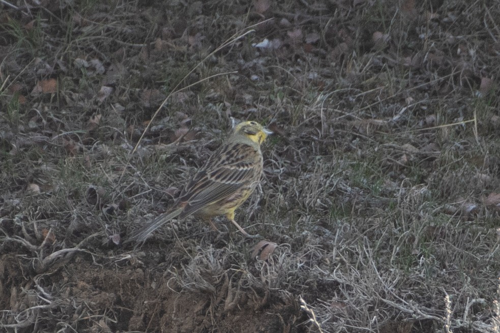 Yellowhammer - ML614493363