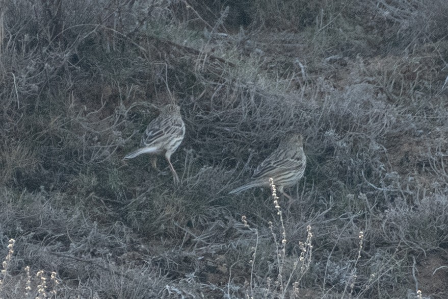 Corn Bunting - ML614493396